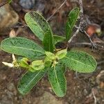 Cerberiopsis obtusifolia Hábito