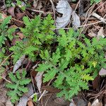 Polymnia canadensis Leaf