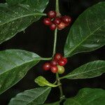 Coffea canephora Fruit