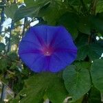 Ipomoea indicaFlower