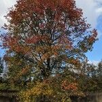 Liquidambar styraciflua Habit