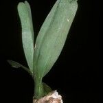 Ancistrorhynchus metteniae Flower