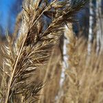 Calamagrostis stricta ফল