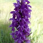 Dactylorhiza majalis Květ