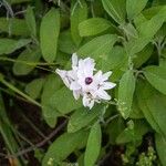 Ixia maculata ফুল