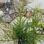 Barbarea rupicola Hoja