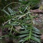 Dichaea panamensis Hoja
