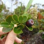 Syzygium deplanchei Fruto