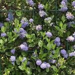 Ceanothus arboreusFlower