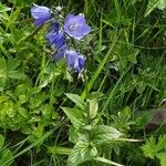 Campanula rhomboidalis Habitus