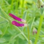 Vicia monantha Λουλούδι