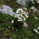 Androsace obtusifolia Libunga