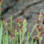 Plantago elongata Агульны выгляд