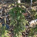 Araucaria cunninghamii Folha