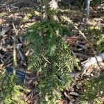 Araucaria cunninghamii Leaf