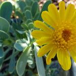Hertia cheirifolia Kvet