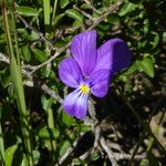 Viola bubanii ফুল