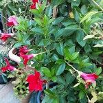 Mandevilla sanderi 整株植物