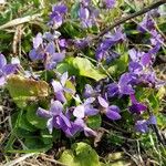 Viola odorataBlüte