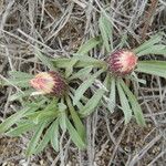 Townsendia exscapa Habit