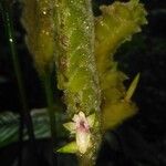 Calathea lasiostachya Flor