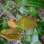 Eugenia sicifolia Leaf