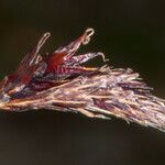 Carex frigida Blodyn