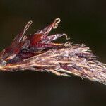 Carex frigida Fula