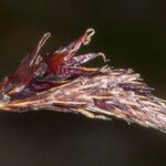 Carex frigida Flower