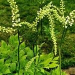 Actaea racemosa Blüte