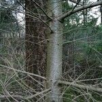 Abies balsamea 树皮
