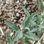 Artemisia suksdorfii Leaf