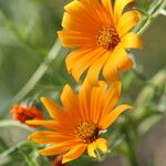 Ursinia calenduliflora