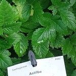 Astilbe glaberrima Leaf