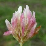 Trifolium thalii ফুল