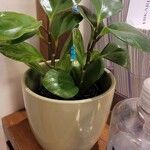 Peperomia obtusifoliaLeaf