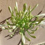 Agapanthus africanus Λουλούδι