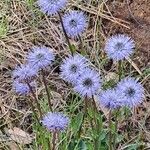 Globularia vulgarisÕis