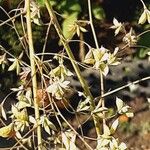 Thalictrum delavayi Плод