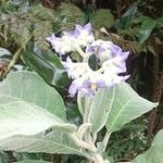 Solanum mauritianumFlor