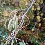 Corylus avellana Froito