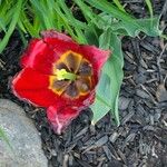 Tulipa gesneriana Leaf