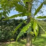 Quercus castaneifoliaFolha