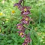 Epipactis atrorubensফুল