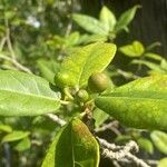 Ficus erecta Ovoce