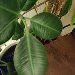 Ficus elasticaList