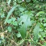 Centaurea nigrescens Deilen