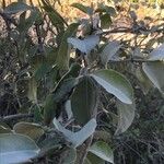 Cryptostegia grandiflora Habit