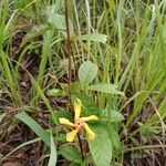 Mandevilla subsagittata花