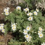 Argyranthemum adauctum Habit